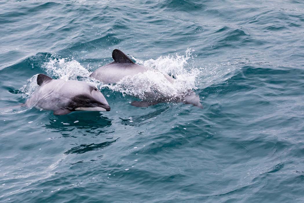 Hector's Dolphin (Cephalorhynchus hectori) mother and calf, the world's smallest and rarest marine dolphin, Akaroa Harbour, New Zealand