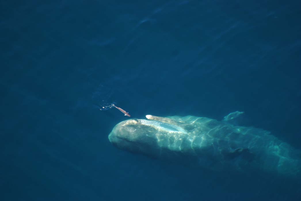 Sperm-whale-surface-feeding-4
