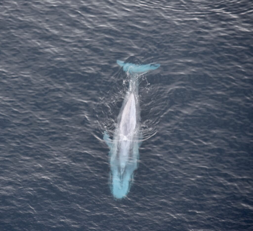 Blue whale 4