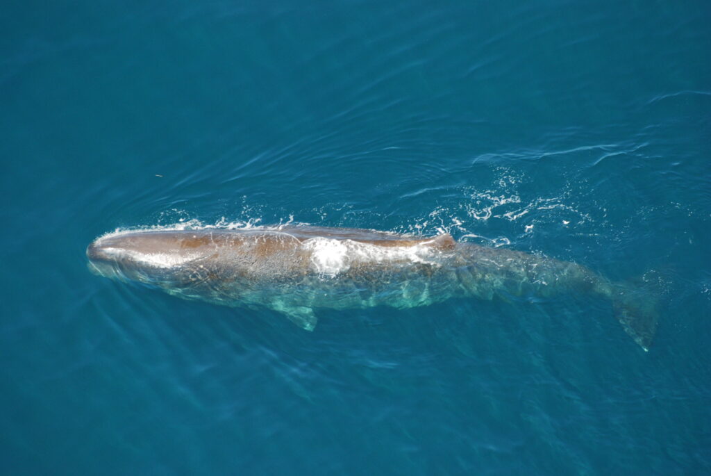Sperm whale(1)