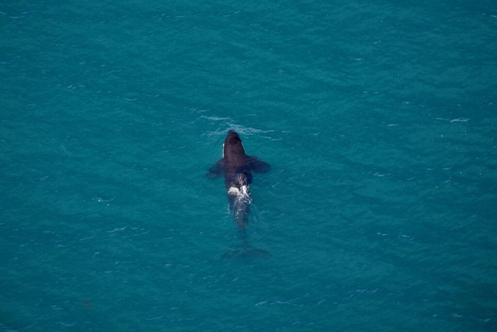 Kaikoura Helicopters